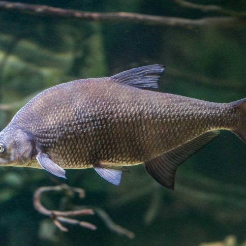 Donji tok rijeke - Aquatika - Slatkovodni akvarij Karlovac