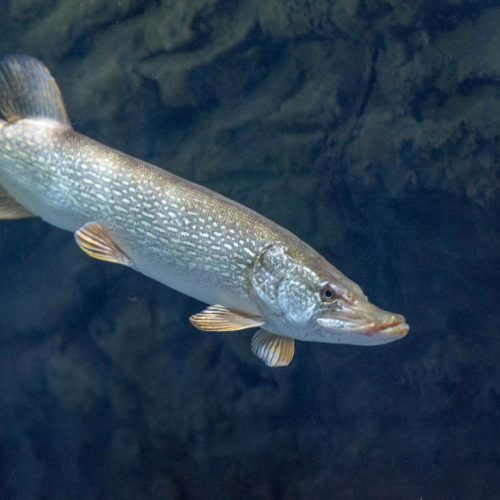 Donji tok rijeke - Aquatika - Slatkovodni akvarij Karlovac